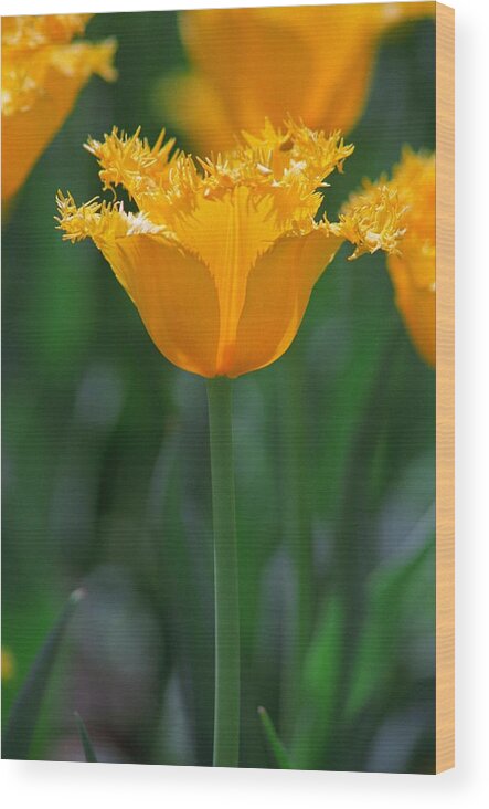 Tulip Wood Print featuring the photograph Yellow Tulip by Rick Rauzi