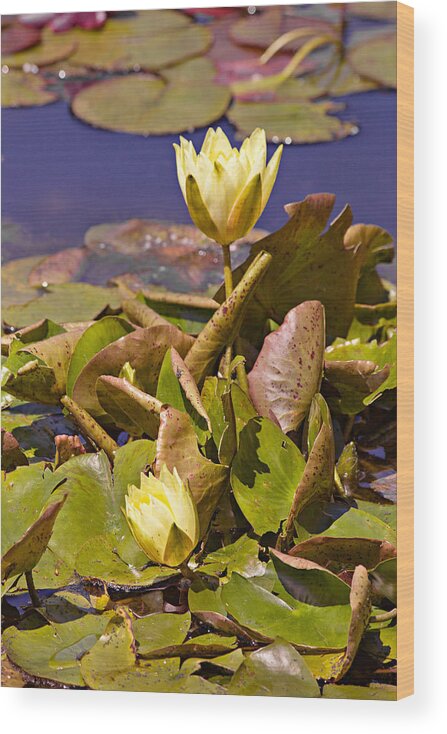 Water Wood Print featuring the photograph Yellow Water Hyacinth by Peter J Sucy