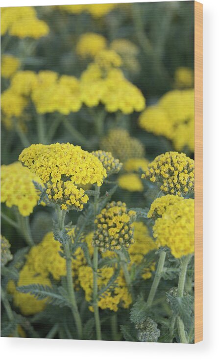 Yellow Yarrow Wood Print featuring the photograph Yellow Yarrow by Susan Wright