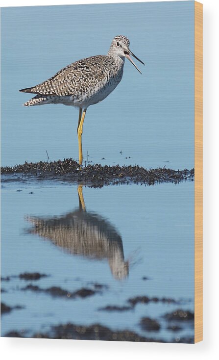 Dawn Currie Photography Wood Print featuring the photograph Yellowlegs Song by Dawn Currie