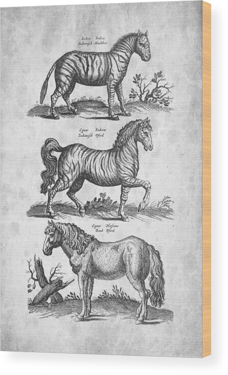 Zebra Wood Print featuring the digital art Zebra Historiae Naturalis 1657 by Aged Pixel