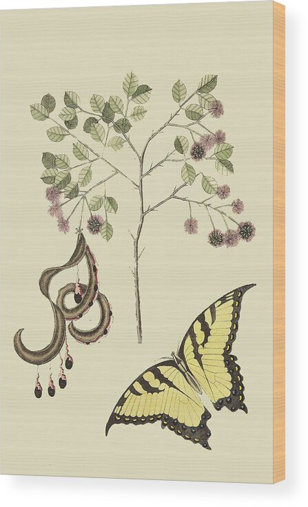Nature Wood Print featuring the painting Acacia & Sulphur Butterfly #1 by Mark Catesby