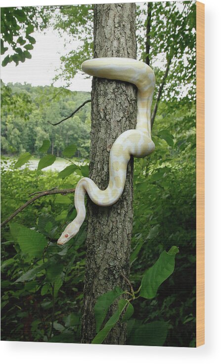Albino Python Wood Print featuring the photograph Albino Ball Python Climbing Tree #1 by David Kenny