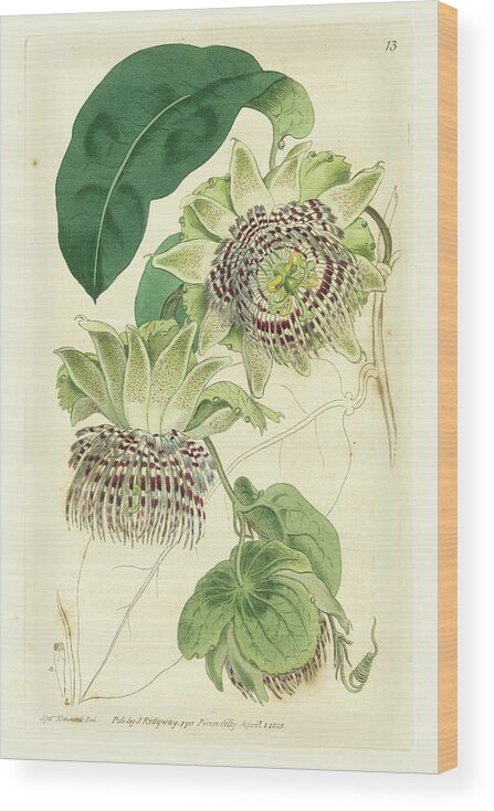 Botanical Wood Print featuring the painting Antique Passionflower II #1 by M. Hart