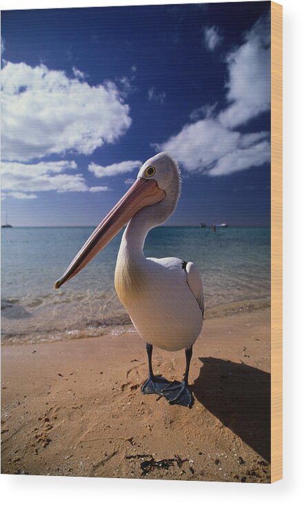 Water's Edge Wood Print featuring the photograph Australian Pelican Pelecanus #1 by Art Wolfe