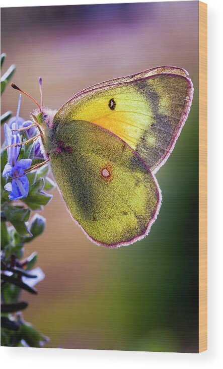 Fort Worth Wood Print featuring the photograph Backyard Butterfly #1 by Dean Fikar
