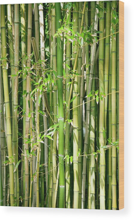 Bamboo Wood Print featuring the photograph Bamboo #1 by Jacqueline Veissid