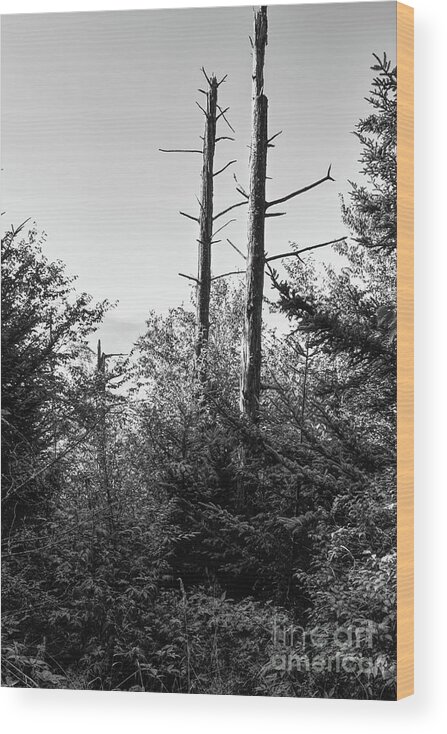 Smokies Wood Print featuring the photograph Black And White Forest #1 by Phil Perkins