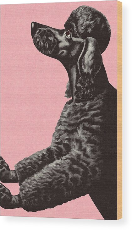 Animal Wood Print featuring the drawing Black Poodle #1 by CSA Images