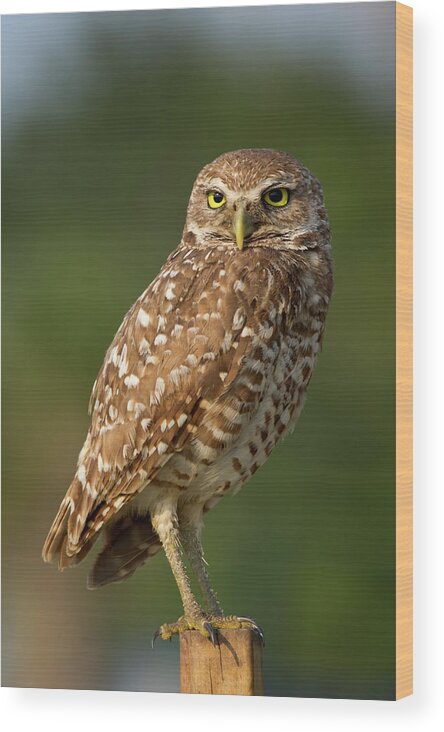 Alertness Wood Print featuring the photograph Burrowing Owl #1 by Tnwa Photography