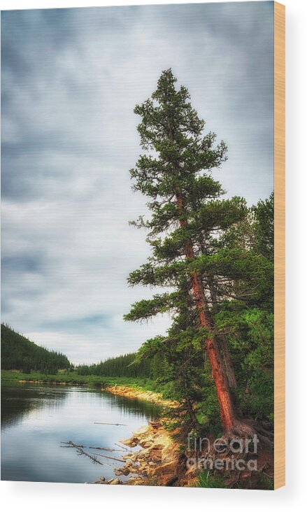 Tree Wood Print featuring the photograph Echo Lake #1 by Bill Frische