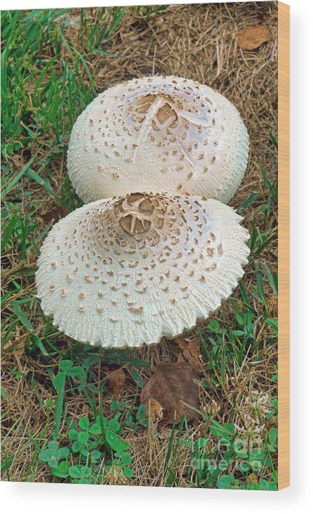 2-1/2 Wooden mushrooms