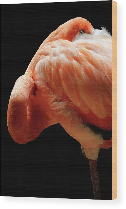 Black Background Wood Print featuring the photograph Flamingo #1 by Tomml