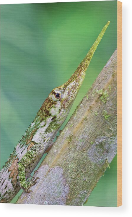 Disk1250 Wood Print featuring the photograph Horned Anole Male #1 by James Christensen
