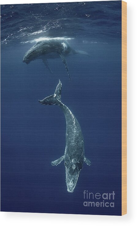 Underwater Wood Print featuring the photograph Humpback Whale Megaptera Novaeangliae #1 by Steve Woods Photography