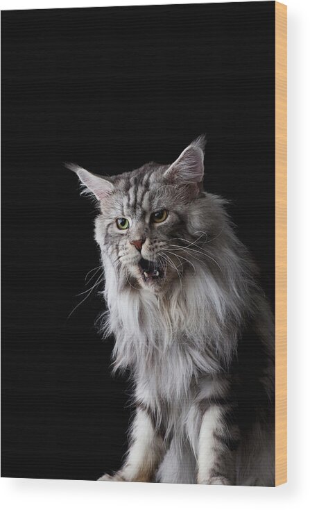 Three Quarter Length Wood Print featuring the photograph Maine Coon Cat by Ultra.f