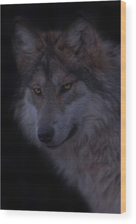 Animal Wood Print featuring the photograph Mexican Grey Wolf #1 by Brian Cross