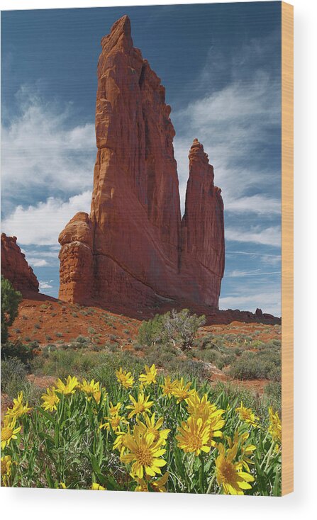 Jeff Foott Wood Print featuring the photograph Mule-ears At The Organ #1 by Jeff Foott