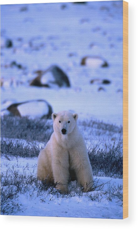 Snow Wood Print featuring the photograph Polar Bear Ursus Maritimus #1 by Mark Newman