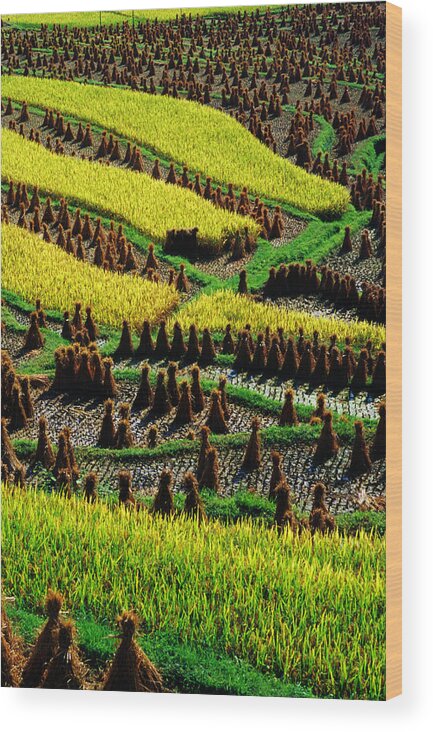 Rice Paddy Wood Print featuring the photograph Ricescapes, China, North-east Asia #1 by Richard I'anson
