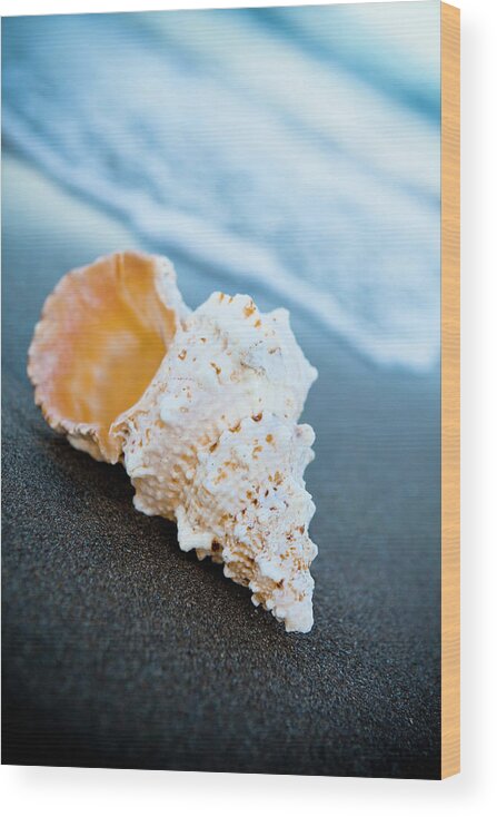 Water's Edge Wood Print featuring the photograph Sea Shell On The Sand #1 by Caracterdesign