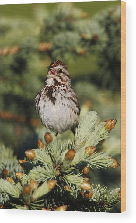 Animal Wood Print featuring the photograph Song Sparrow #1 by James Zipp