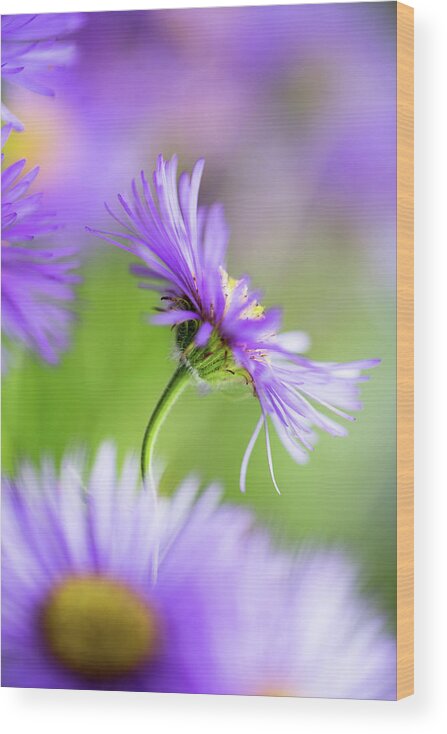 Flowers Wood Print featuring the photograph Summer Splash #1 by Dusan Ljubicic