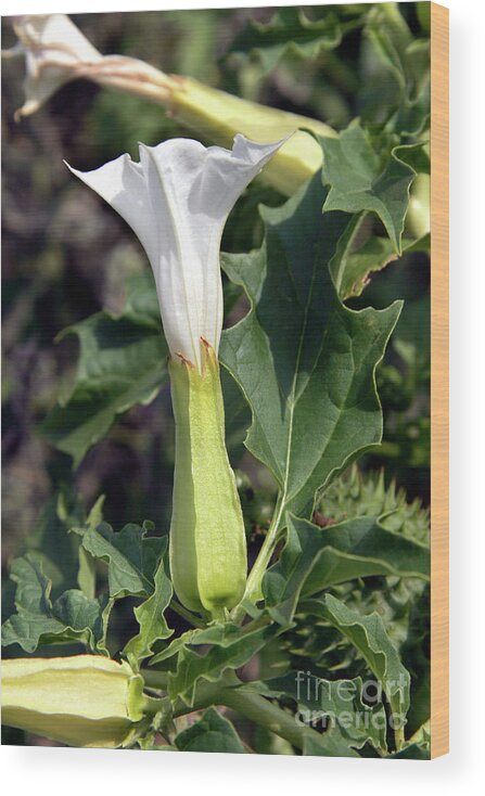 Datura Stramonium Wood Print featuring the photograph Thorn Apple (datura Stramonium) by Dr Keith Wheeler/science Photo Library