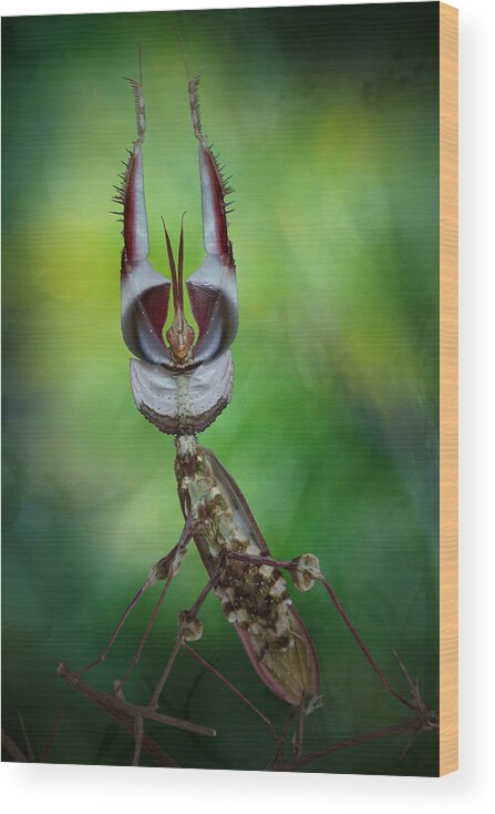 Macro Wood Print featuring the photograph Threat Display #1 by Jimmy Hoffman