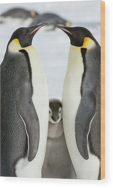 Emperor Penguin Wood Print featuring the photograph Two Adult Emperor Penguins And A Baby #1 by Mint Images - David Schultz