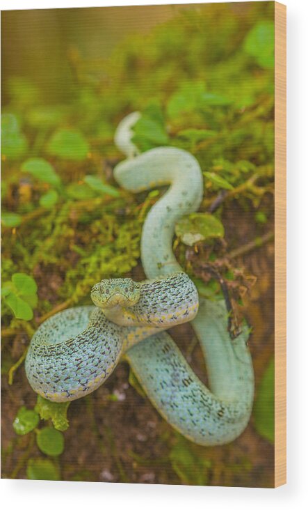 American Fauna Wood Print featuring the photograph Two-striped Forest-pitviper #1 by Michael Lustbader