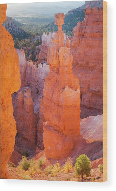 Estock Wood Print featuring the digital art Usa, Utah, Bryce Canyon, Natl. Park #1 by Tim Draper