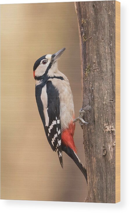 Woodpecker Wood Print featuring the photograph Woodpecker #1 by Paolo Bolla