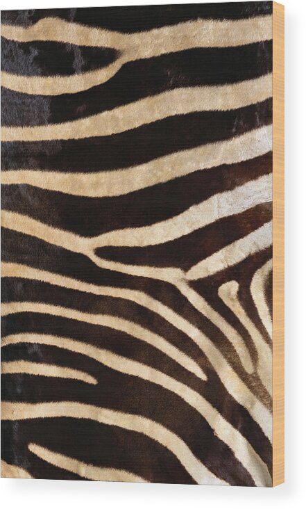 Animal Skin Wood Print featuring the photograph Zebra Hide #1 by Siede Preis