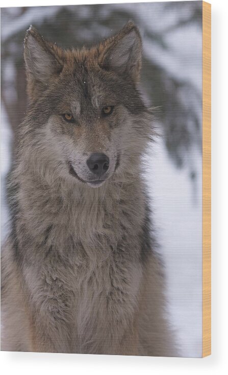 Animal Wood Print featuring the photograph Wolf #10 by Brian Cross