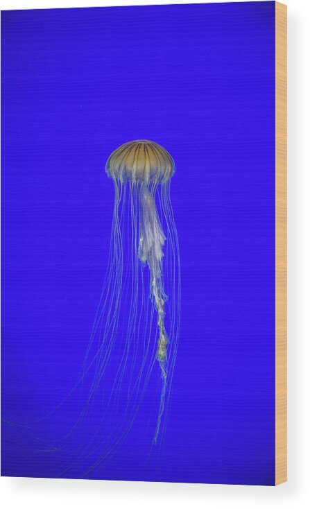 #jellyfish #art #aquarium #sea #ocean #nature #fish #water #photography #sealife #underwater #marinelife #japan #japanese #blue #yellow #gold Wood Print featuring the photograph Japanese Jellyfish #17 by Kenny Thomas