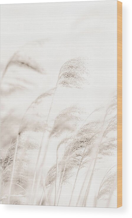 Reed Wood Print featuring the photograph 1x-vass_oe_4 by 1x Studio Iii