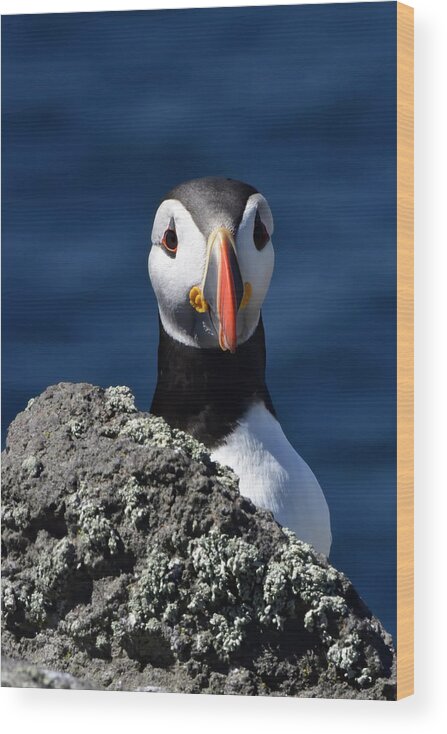 Puffin Wood Print featuring the photograph Atlantic Puffin #2 by Kuni Photography