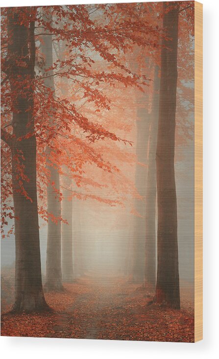 Mastbos Wood Print featuring the photograph Autumn Dream #2 by Saskia Dingemans