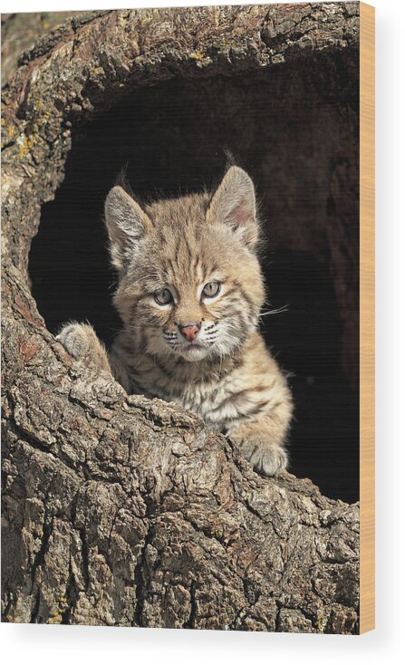 Alertness Wood Print featuring the photograph Bobcat #2 by Tier Und Naturfotografie J Und C Sohns