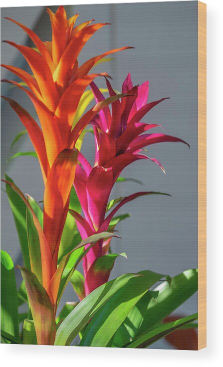 Bromeliaceae Wood Print featuring the photograph Bromeliad #2 by Lisa S. Engelbrecht