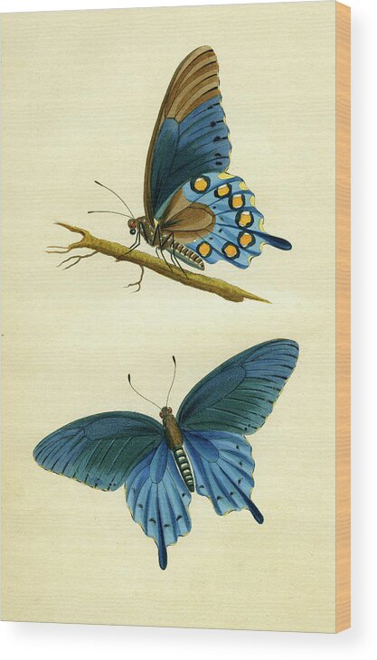 Entomology Wood Print featuring the mixed media butterflies - Papilio philenor by Unknown