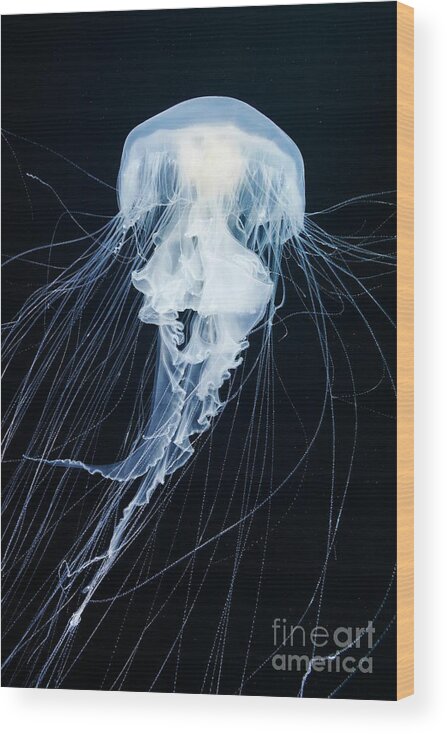 Fried Egg Jellyfish Wood Print featuring the photograph Egg-yolk Jellyfish #2 by Alexander Semenov/science Photo Library