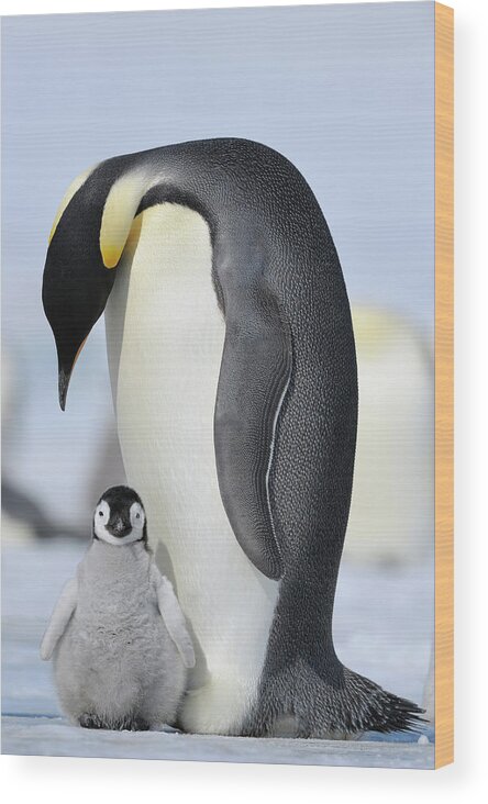 Emperor Penguin Wood Print featuring the photograph Emperor Penguin #2 by Raimund Linke