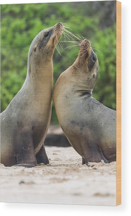 Animal Wood Print featuring the photograph Galapagos Sea Lion Pair Greeting #2 by Tui De Roy