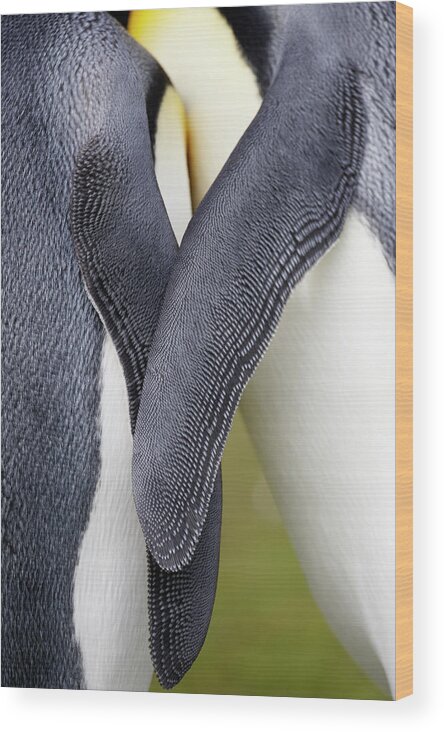 Animal Themes Wood Print featuring the photograph King Penguins Aptenodytes Patagonicus #2 by Ben Cranke