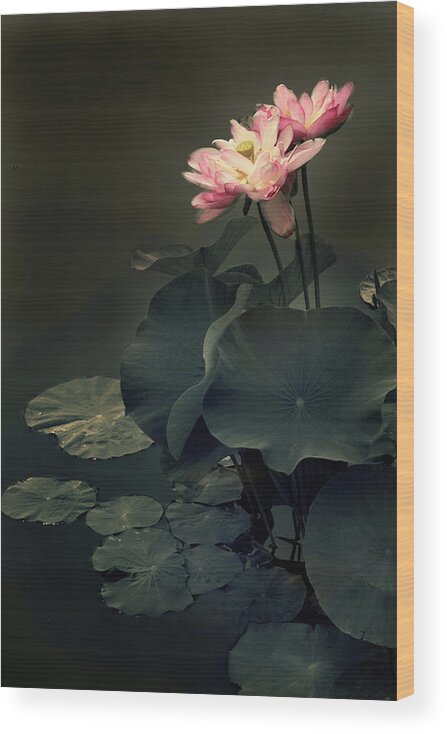 Lotus Wood Print featuring the photograph Midnight Lotus by Jessica Jenney