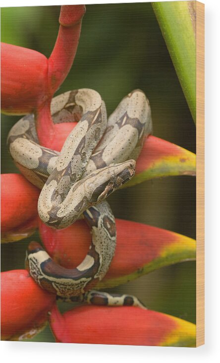 Amazon Fauna Wood Print featuring the photograph Red-tailed Boa Boa Constrictor #2 by Michael Lustbader