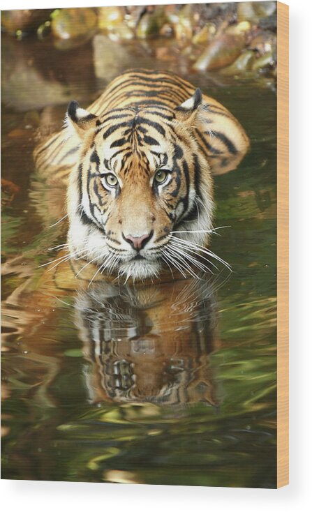 Big Cat Wood Print featuring the photograph Tiger #2 by Craigrjd