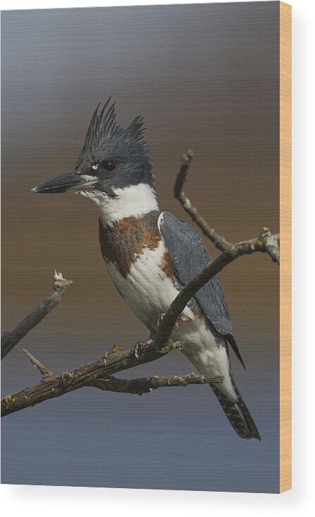 Nature Wood Print featuring the photograph Belted Kingfisher #3 by Johnny Chen